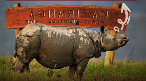 rhino in kaziranga
