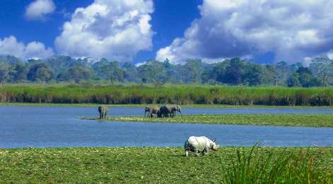 kaziranga rhino