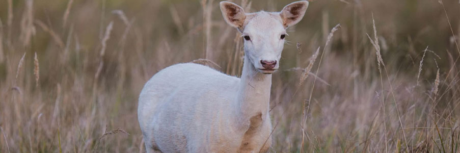 kaziranga deer