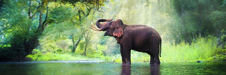 kaziranga blog