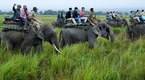 elephants in kaziranga