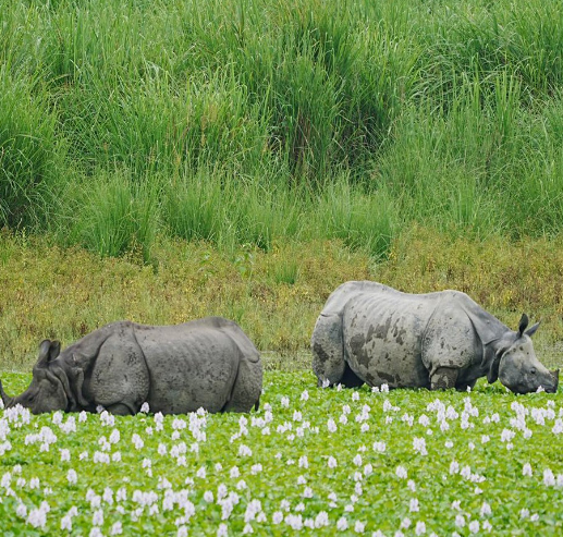 jeep safari in kaziranga