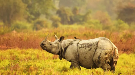 rhino in kaziranga