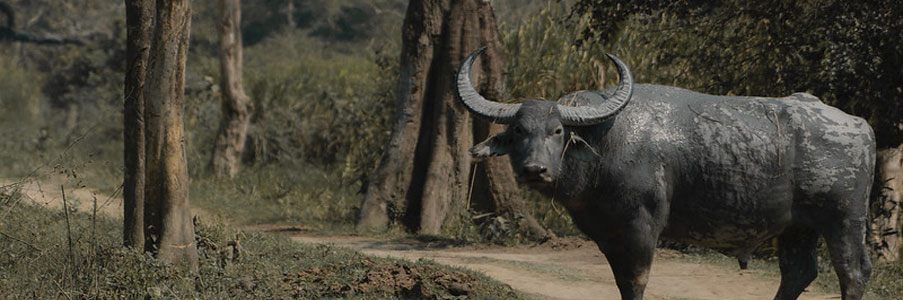 kaziranga wildlife tour