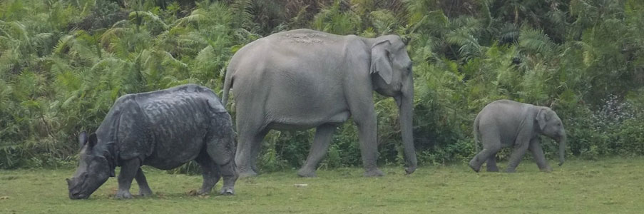tour in kaziranga