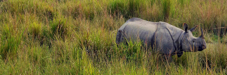 tour plan kaziranga
