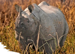 kaziranga news