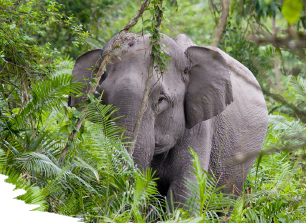kaziranga blog