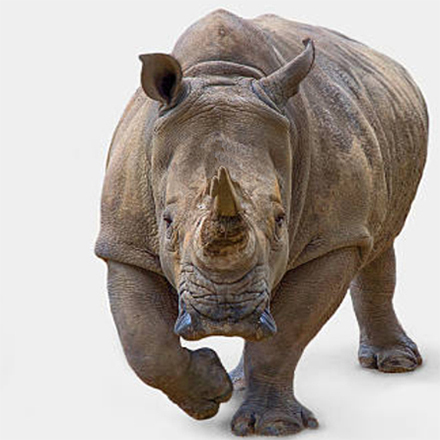 kaziranga national park rhino