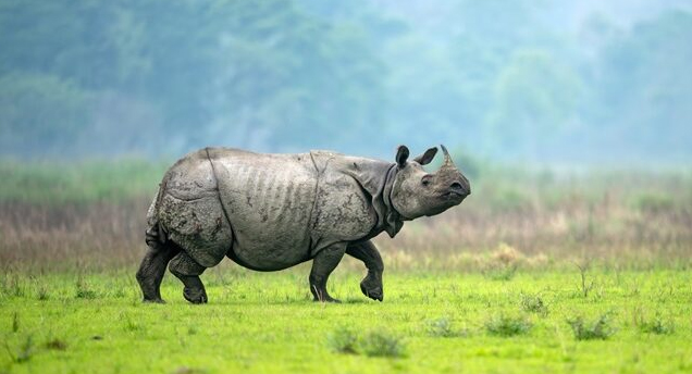 kaziranga tour