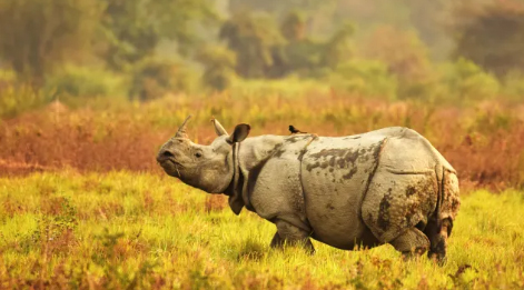 kaziranga tour