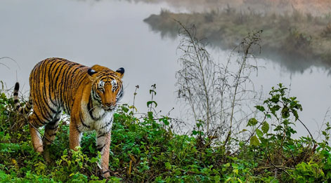 kaziranga tour