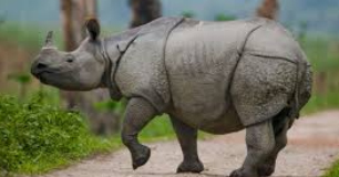 kaziranga tour