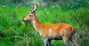 kaziranga tour