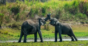 kaziranga tour