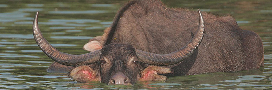 wild water buffalo kaziranga